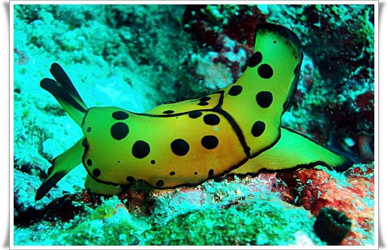 Anilao Scuba Dive Center Otel Batangas Dış mekan fotoğraf