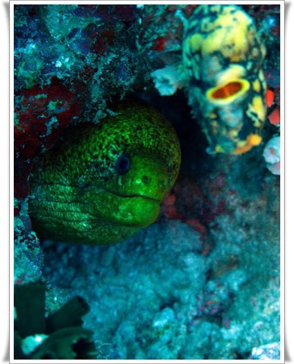 Anilao Scuba Dive Center Otel Batangas Dış mekan fotoğraf