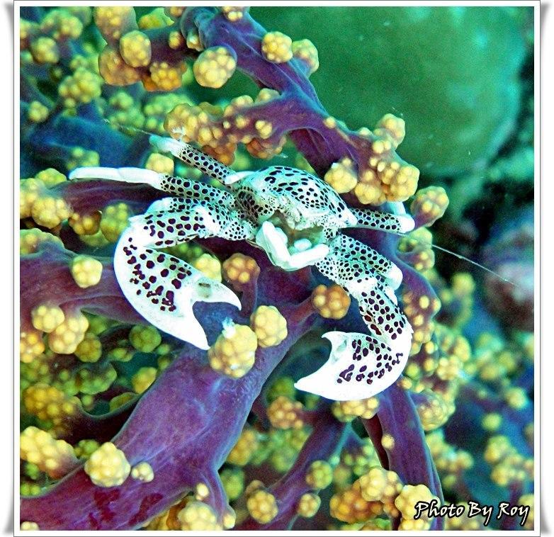 Anilao Scuba Dive Center Otel Batangas Dış mekan fotoğraf