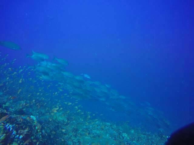 Anilao Scuba Dive Center Otel Batangas Dış mekan fotoğraf