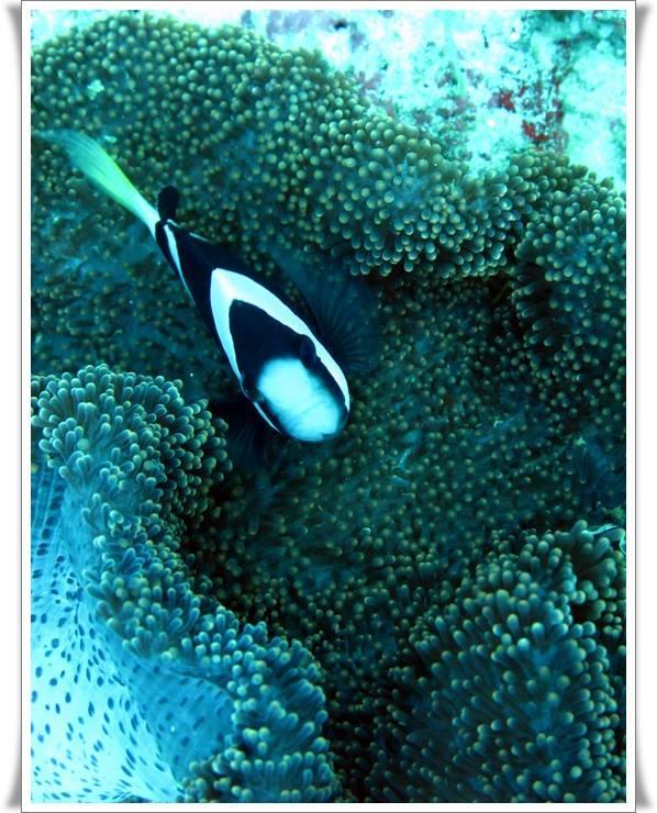Anilao Scuba Dive Center Otel Batangas Dış mekan fotoğraf