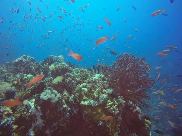 Anilao Scuba Dive Center Otel Batangas Dış mekan fotoğraf
