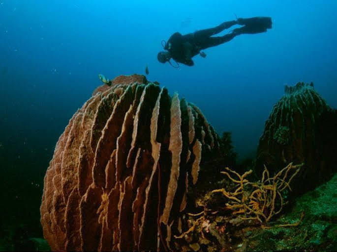 Anilao Scuba Dive Center Otel Batangas Dış mekan fotoğraf